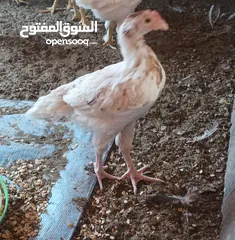  2 دجاج باكستانيات