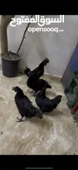 1 جاج لمبرجيني