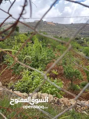  6 ارض للبيع بيت فجار منطقه الدلبه