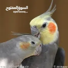  1 كوكتيل أليف آمن على الأطفال قابل للتعلم والكلام عمر صغير اقرأ الوصف