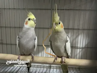  2 2 young home breed cockatiels for sale