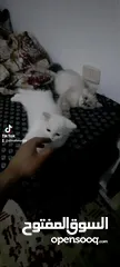  3 قطط شيرازي