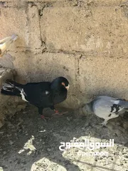  11 مسود اسود للبيع