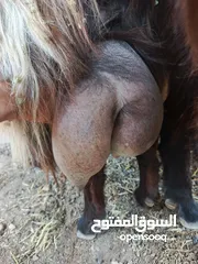  2 تبارك الله موجود عنزين كفاله حليب السن ريشه الحبه وجمع نظيف موجود شعاري اثنتين لحم ومقنوي يقطع من 17