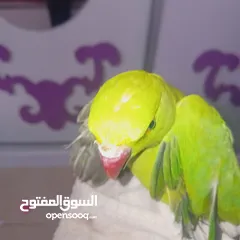  1 عصفور خضر مع قفص