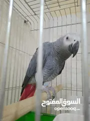  1 فرخ كاسكو للبيع