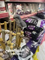  10 كويكر طفرة سينامون أليف راقص لعوب متكلم تابع الوصف للأهمية