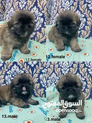  2 Puppy shihtzu