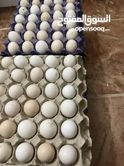  2 بيض دجاج مخصب