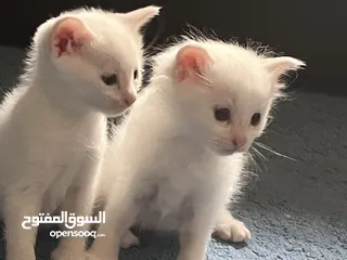  2 Turkish angora kittens