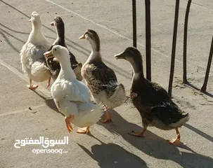  4 بط عدد 5 للبيع عمر من 3-4 شهور   . .........................................................