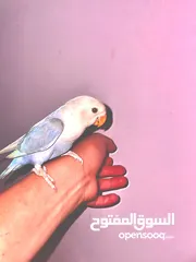 1 روز طفرة اوبلاين نهدي