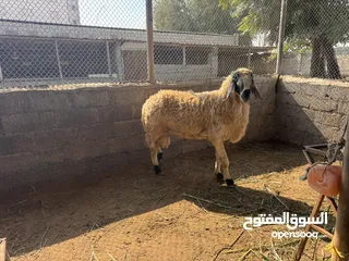  1 كبش كشميري فحل