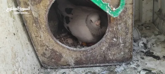  9 حمام مشكل عند صورهن