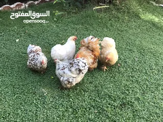  6 ديك واربع دجاجات كوجن للبيع