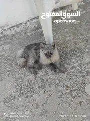  1 ذكر شيرازي متدرب ولون مميز ما شاء الله