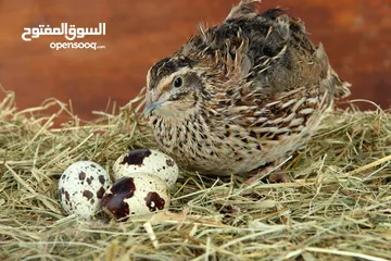  1 بيض فري سوبر جامبو مخصب للفقاسات وللمائده وأمهات فري. وصوص فري وفري لاحم