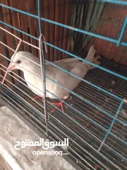  4 زغاليل  حمام لاحم فرنسي