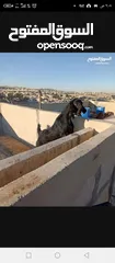  6 سخلتين شاميات