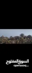  8 أرض للبيع من المالك بعد ضبعة 3 دونم 700م الخريم حوض 5/وادي الحمام خدمات متوفرة 3200 دينارشامل الرسوم