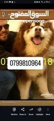  3 Giant malamute للبيع  بسعر مغري جدا لعدم التفرغ