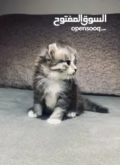  9 قطط هيمالايا