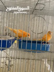  1 جوز كنار للبيع