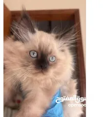  1 ذكر هيمالايا شوكليت