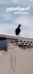 1 حوز  سكة جميلات