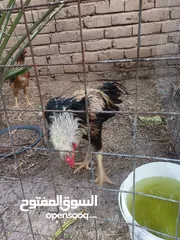  5 دجاج هراتي للبيع