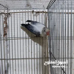  2 جوز فيشر ابلاين جوز منتج واهالي فراخ معهم فرخين مع امكانيه بيع الفراخ لحالها للزق اليدوي