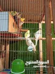  7 5جواز مع فراخ وبيض + 12مخاليف حب جوز كنار