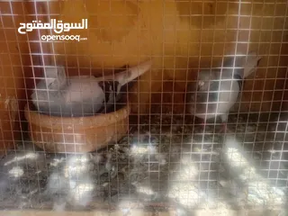  6 جواز حمام للبيع او بدل
