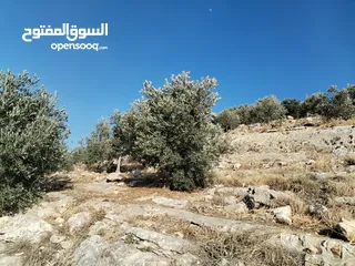  6 بيت للبيع مع قطعة أرض مشجره مساحه كبيره