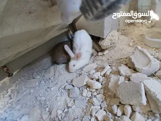  1 أرانب عدد 2 اناثي اعمار فوق ال7 شهور