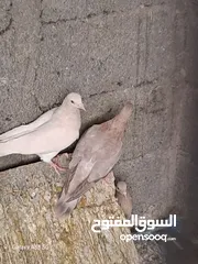  2 حمام زينه او لحم للبيع