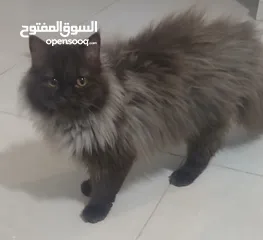  8 قطط للبيع نوع شانشلا