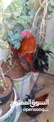  2 ديكين للبيع