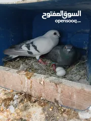  3 حمام للبيع سعر حرق كلهن مكفولة