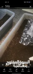  1 سماد دودة الأرض vermicompost worm castings fertilizer black gold