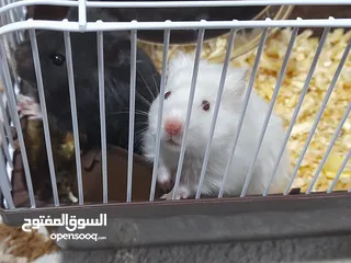  1 هامستر سوري ذكر وانثى مع 6 صغار الوان متنوعه الانثى هالبينو عيون حمر
