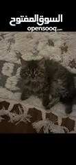  1 قط صغير شيرازي