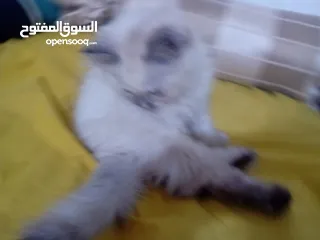  2 قطه هملايا انثى للبيع عمر ثلاث شهور  أكثير لعوبه حنونه مسليه نظيف جدا متعوده على البوكس مدربه