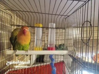  2 جوز ببغاء فيشر للبيع مستعجل وبسعر خرافي بمناسبه عيد الأضحى الذكر بحكي كلمه توتو وبطلع على الايد