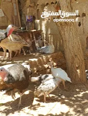  8 ذكر +ثلث اناثي حبش+اربع فراخ للبيع