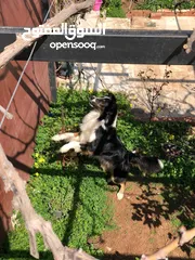  18 Border collie لاول مرة في الاردن