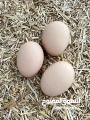  10 دجاج هجين ( كوشن مع هجين )