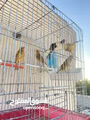  2 خمس حبات كنار