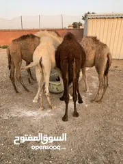  2 قعدان عدد 6 للبيع