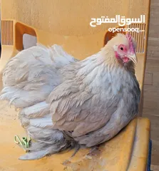  2 دجاج للبيع